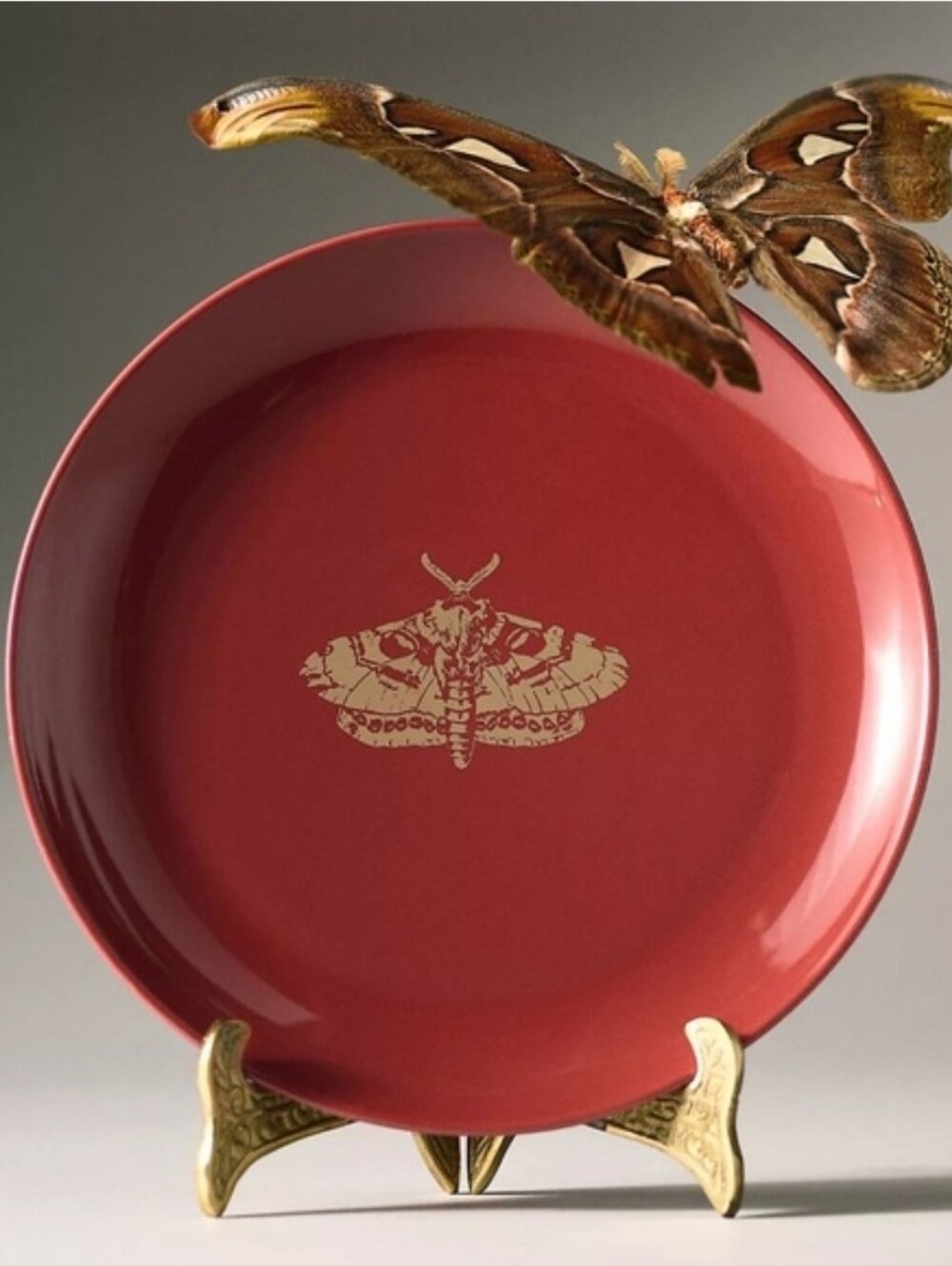 Anthropologie Catherine Martin Midnight Creatures Stoneware Dessert Plate Moth